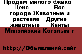 Продам милого ёжика › Цена ­ 10 000 - Все города Животные и растения » Другие животные   . Ханты-Мансийский,Когалым г.